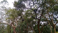 Semnopithecus johnii