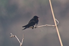 Hirundo rustica