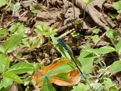 Argia terira