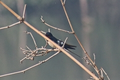 Hirundo rustica