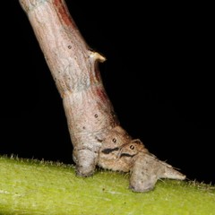 Lytrosis