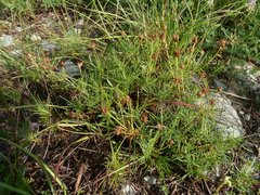 Plantago cynops