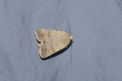 Athetis bremusa