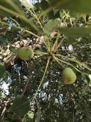 Sclerocarya birrea caffra