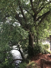 Sclerocarya birrea caffra