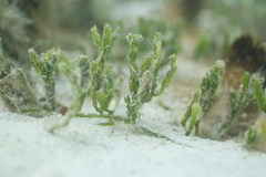 Caulerpa