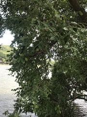 Sclerocarya birrea caffra