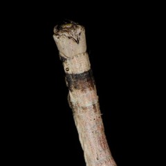 Lytrosis