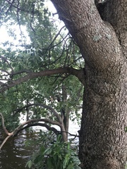 Sclerocarya birrea caffra