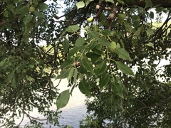 Sclerocarya birrea caffra