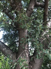Sclerocarya birrea caffra