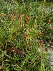 Plantago cynops