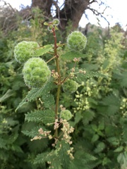 Urtica pilulifera