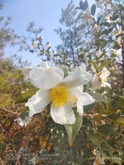 Camellia oleifera