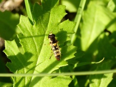 Ischiodon aegyptius