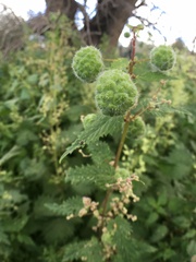 Urtica pilulifera
