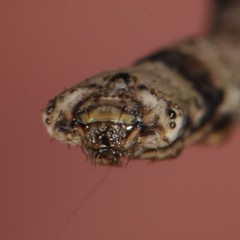 Lytrosis
