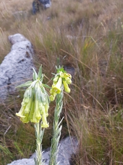 Lithospermum bolivariense