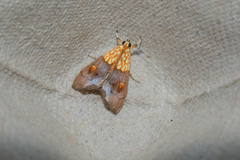 Agrotera