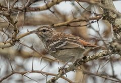 Cercotrichas leucophrys