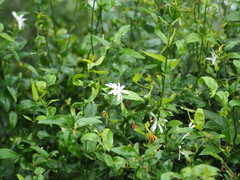 Jasminum nervosum