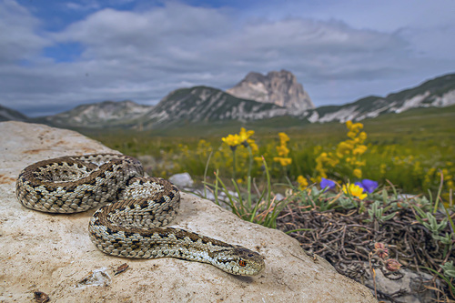 Meadow Viper, Gran Sasso e Monti della Laga, Abruzzo, IT, photo 3 of 10