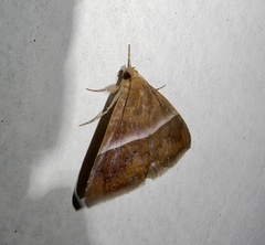 Parallelia calefaciens