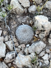 Mammillaria lasiacantha