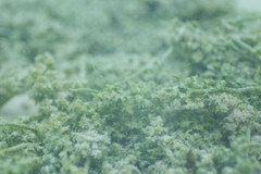 Caulerpa