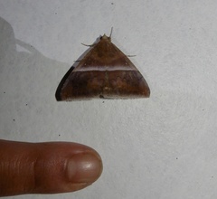 Parallelia calefaciens