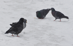 Columba livia domestica