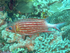 Sargocentron diadema