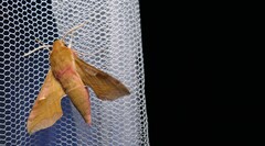 Deilephila porcellus