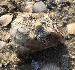 Rapana venosa