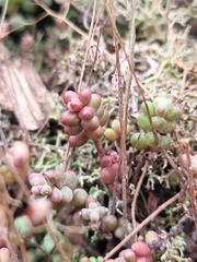 Sedum brevifolium