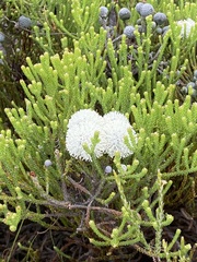 Brunia noduliflora