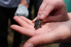 Elachistocleis bicolor