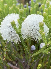Brunia noduliflora