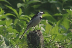 Motacilla alba