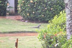 Ctenosaura similis