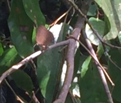 Arhopala