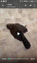 Micrastur ruficollis