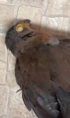 Micrastur ruficollis