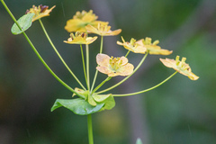 Bupleurum aureum
