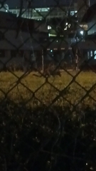 Paradoxurus musangus