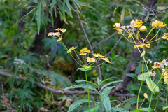 Bupleurum aureum