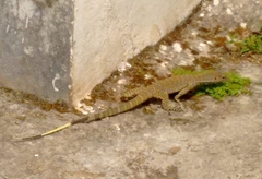Varanus bengalensis