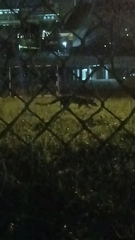 Paradoxurus musangus