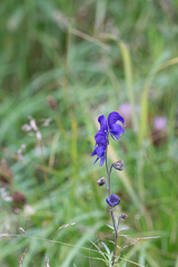 Aconitum baicalense