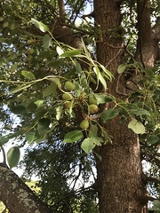 Sclerocarya birrea caffra